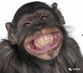 嘴像猩猩一样吃瓜的网红,吃瓜姿势引网友热议